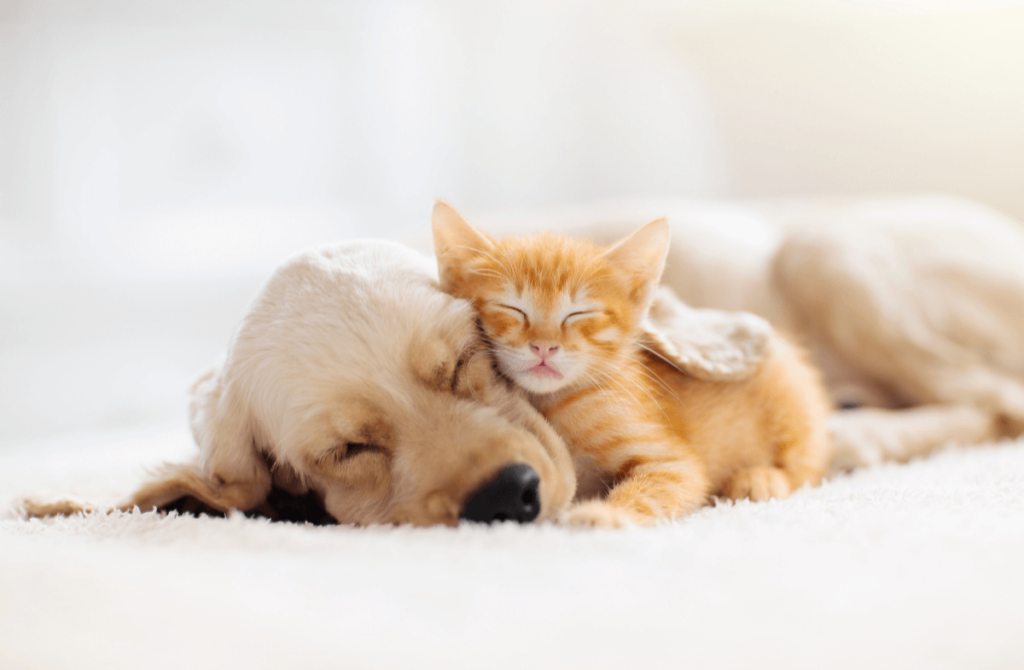 Pet Lover Premium Products sklep witaminy dla psów i kotów