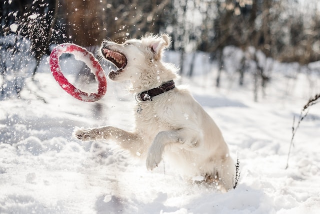 pies bawiący się na śniegu