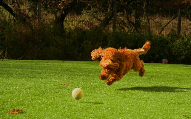 pies biegnący za piłką