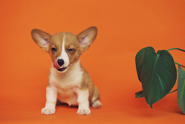 mały pies na pomarańczowym tle