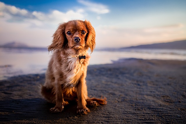 Mały pies siedzi na brzegu plaży