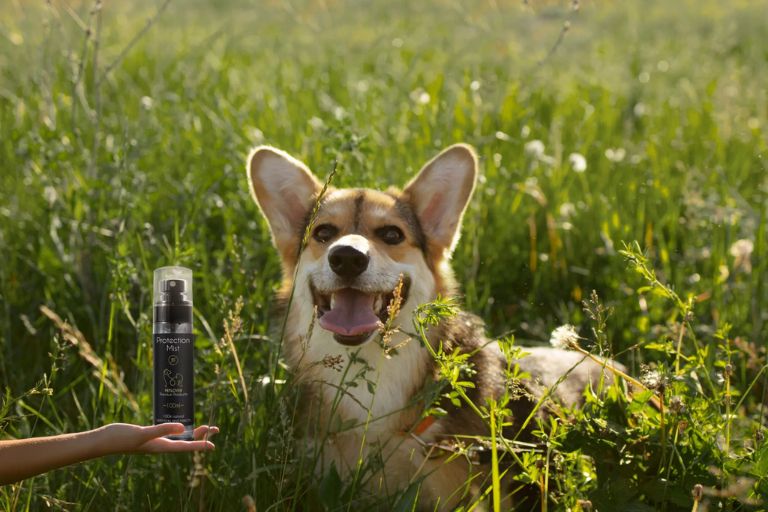 Jak chronić psa przed kleszczami?