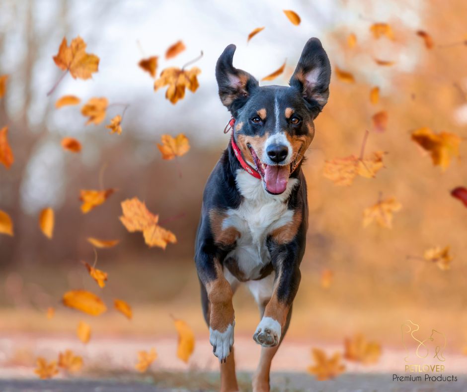 Jak przygotować psa na jesień i zimę?